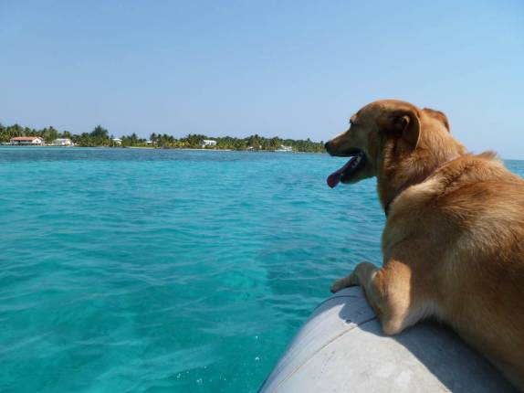 O Chimi aguarda a ordem de pular ao mar, no nosso caminho para ilhota na grande barreira de corais de Belize